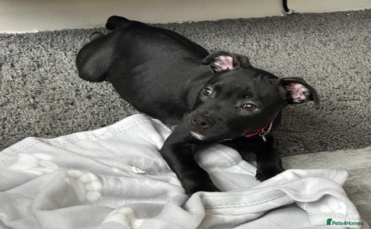 Staffordshire Bull Terrier dogs - Advert 2