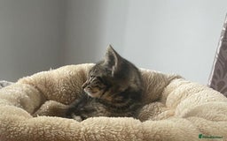 British Shorthair cats for sale: Beautiful British shorthair kittens 90£ for two in West Drayton - Image 7