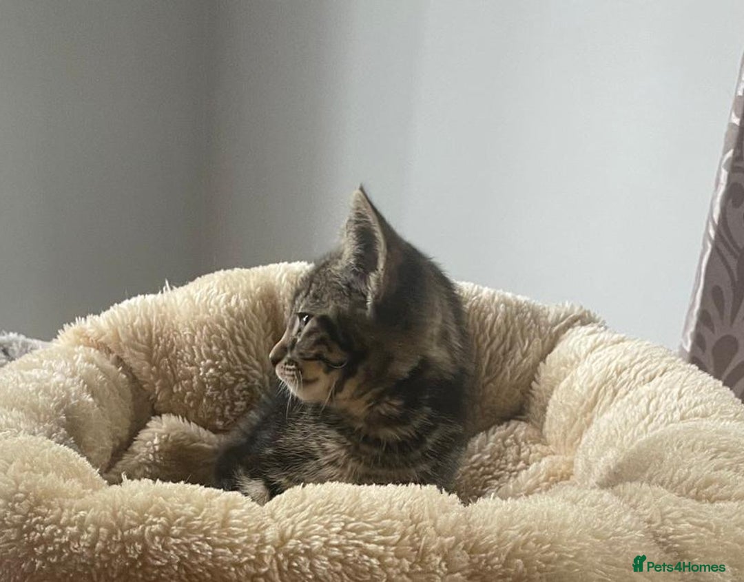 British Shorthair cats for sale: Beautiful British shorthair kittens 90£ for two in West Drayton - Image 7