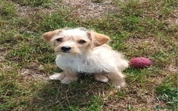 Jackapoo dogs for sale: Golden Male Jack-A-Poo Puppy - Image 1