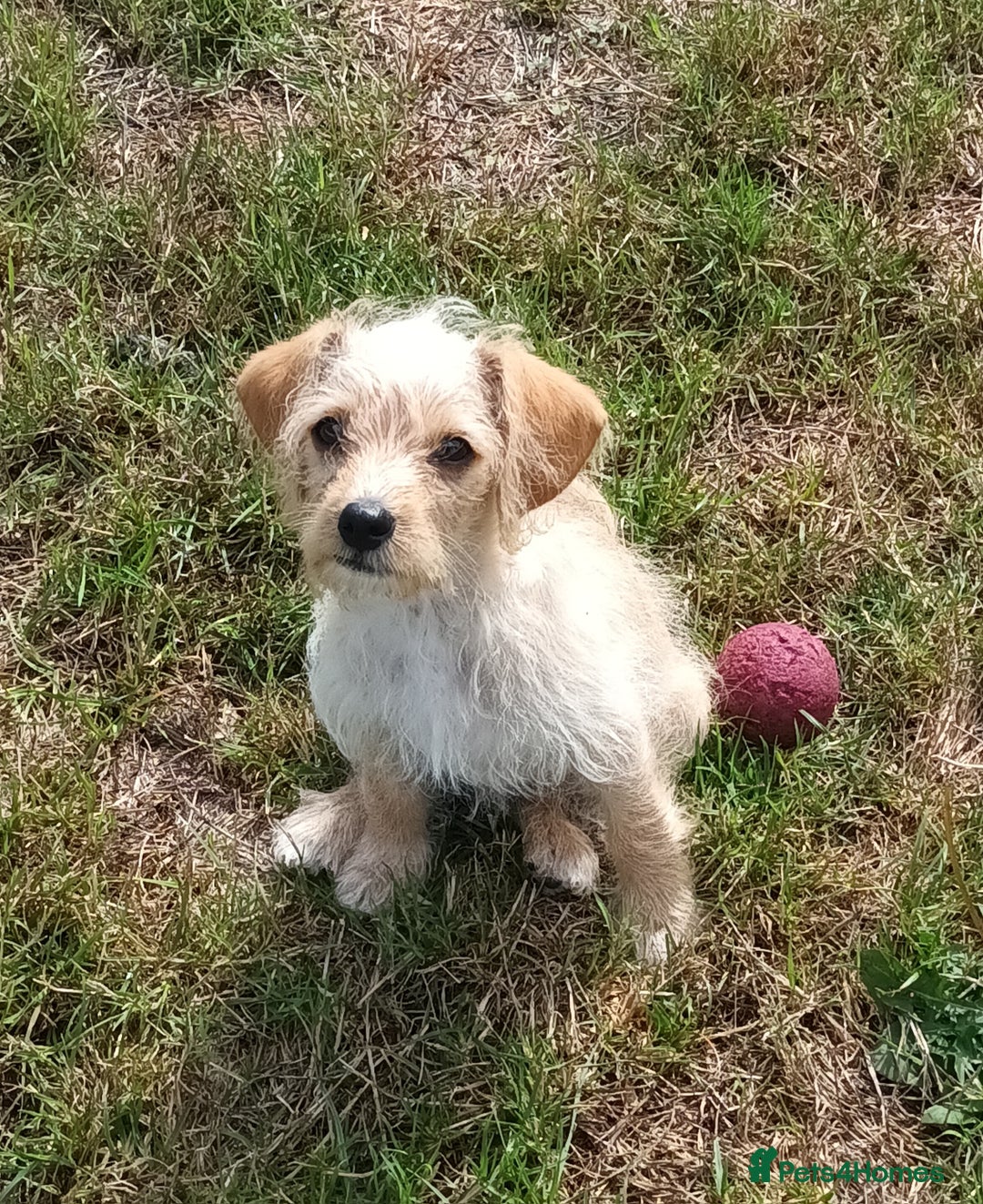 Jackapoo dogs for sale: Golden Male Jack-A-Poo Puppy - Image 1