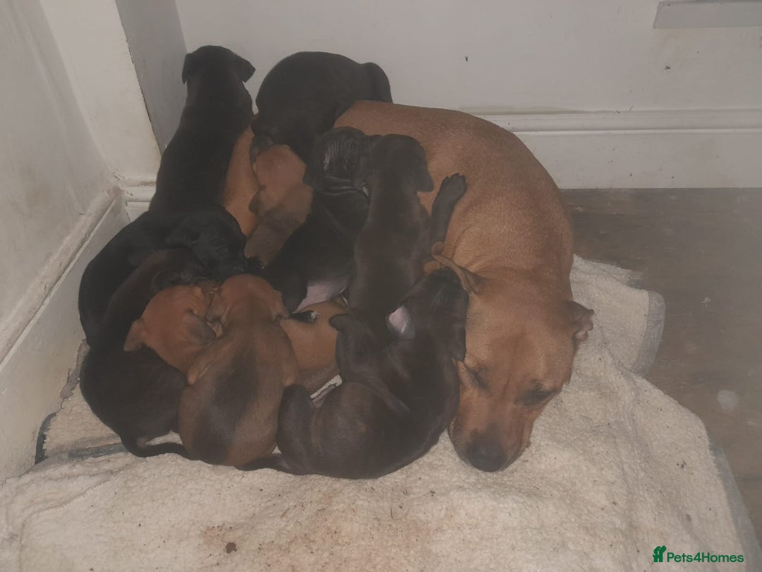 Staffordshire Bull Terrier dogs for sale: Stunning staff puppies  - Advert 6