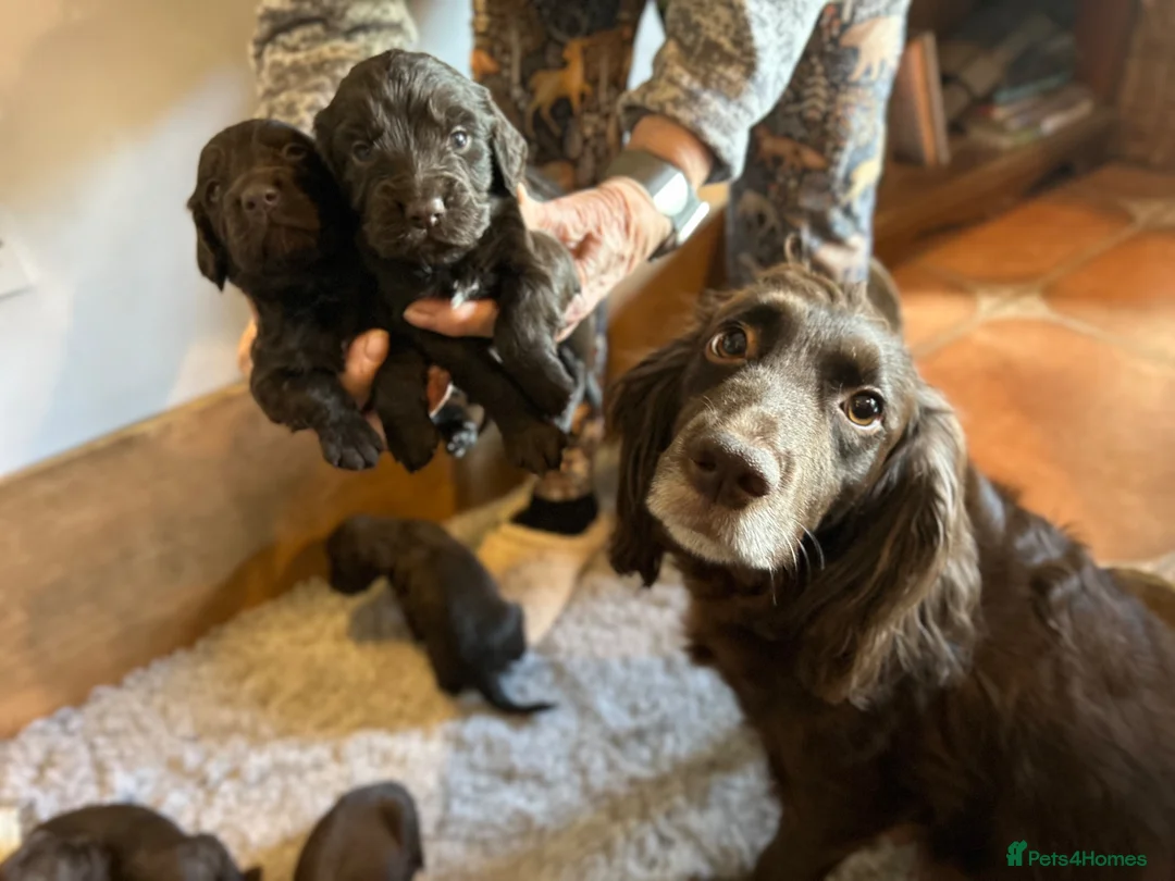 Cocker Spaniel dogs for sale: KC Reg Home bred Cocker Spaniel Pups - Advert 1