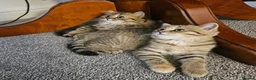 Scottish Fold cats for sale: Adorable Scottish Fold Straight Ear Tabby Kittens  - Advert 28