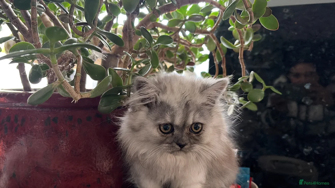 Persian cats for sale: Teddy Persian kittens  - Advert 1