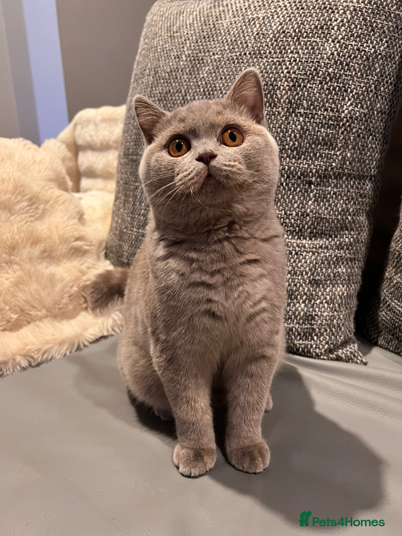 British Shorthair cats Multicolour GCCF Registered BSH kittens - Advert 11