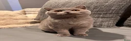 British Shorthair cats for sale: Multicolour GCCF Registered BSH kittens - Advert 1
