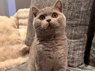 British Shorthair cats Multicolour GCCF Registered BSH kittens - Advert 5