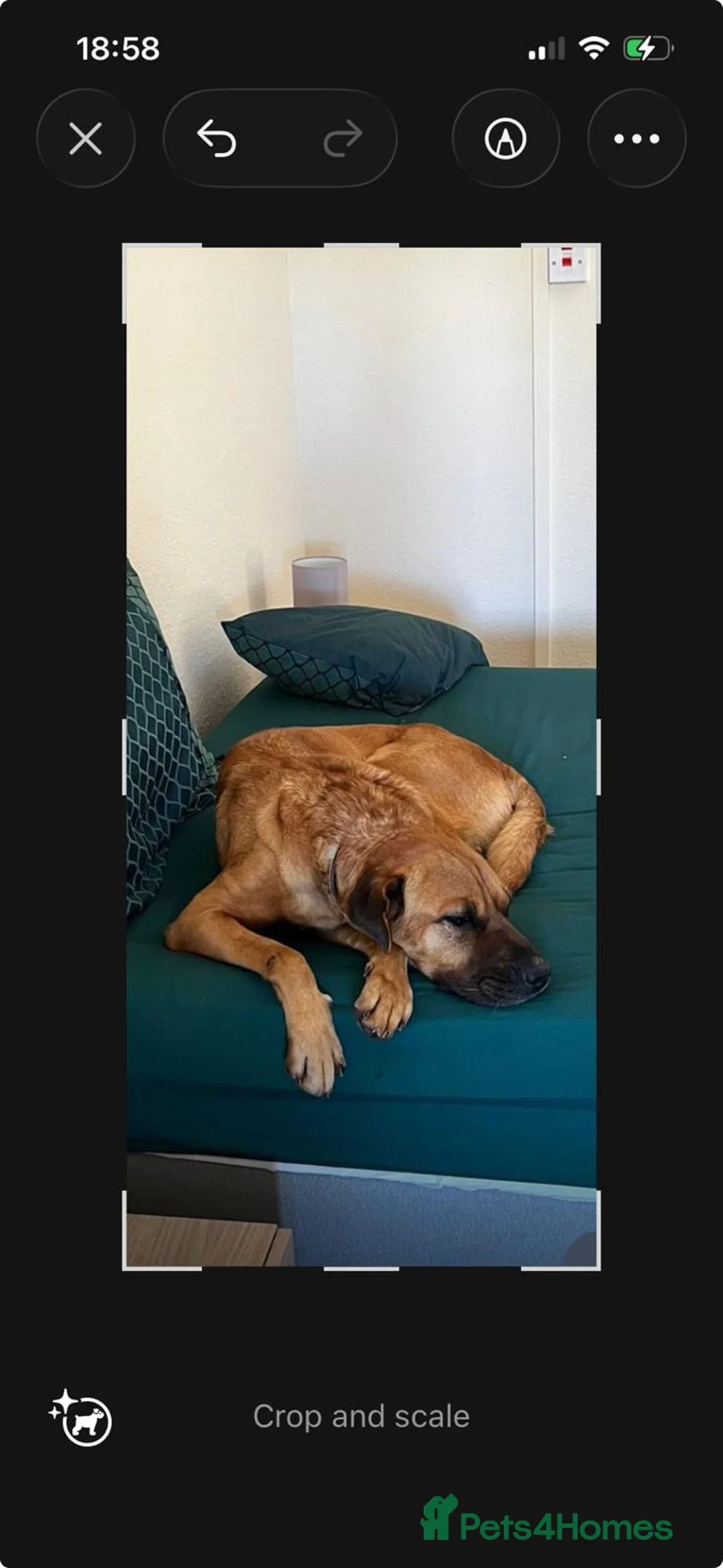 Mixed Breed dogs for adoption: A loving home for wonderful Koby 🌷 🌷  - Advert 2