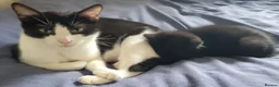 Domestic Shorthair cats for sale: Ready to Fly the Nest  - Advert 16