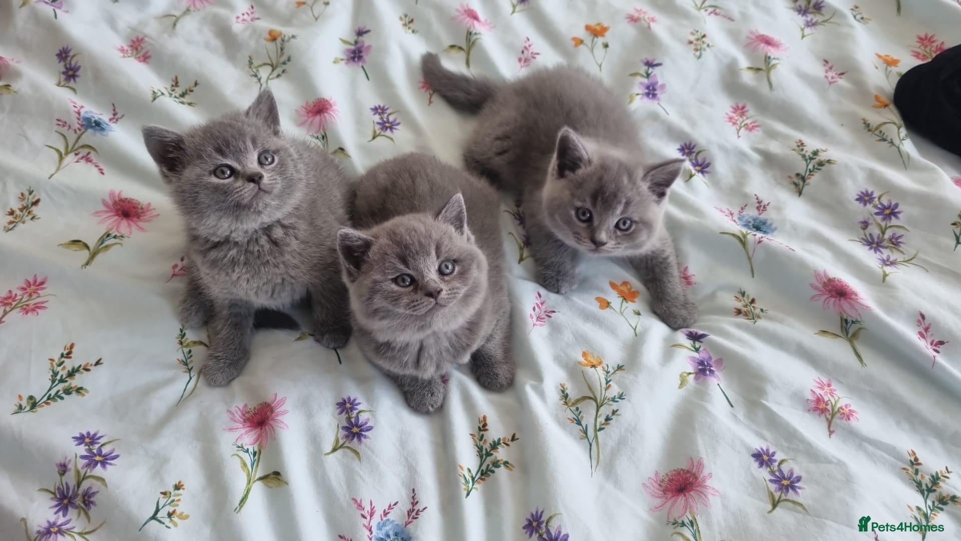 British Shorthair cats GCCF Registered,ready to go! - Advert 1