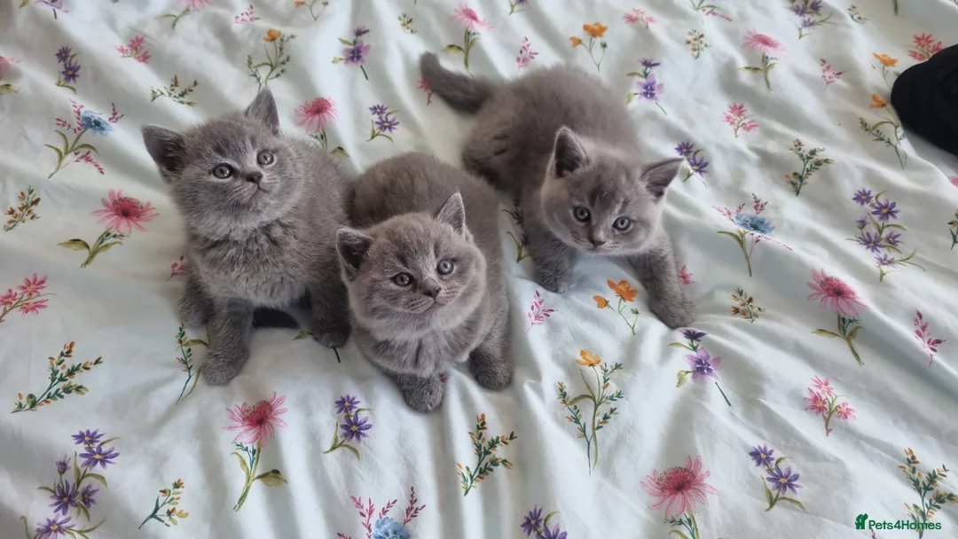 British Shorthair cats for sale: GCCF Registered,ready to go! - Advert 1