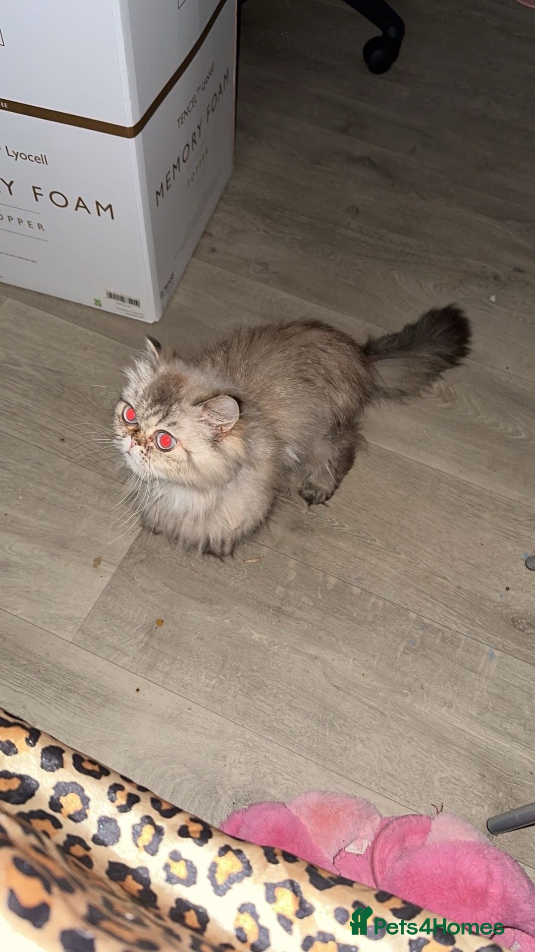 Persian cats Purebred Persian Girl - Advert 12