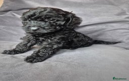 Cockapoo dogs for sale: F1b Cockapoo - ready this weekend - Image 8