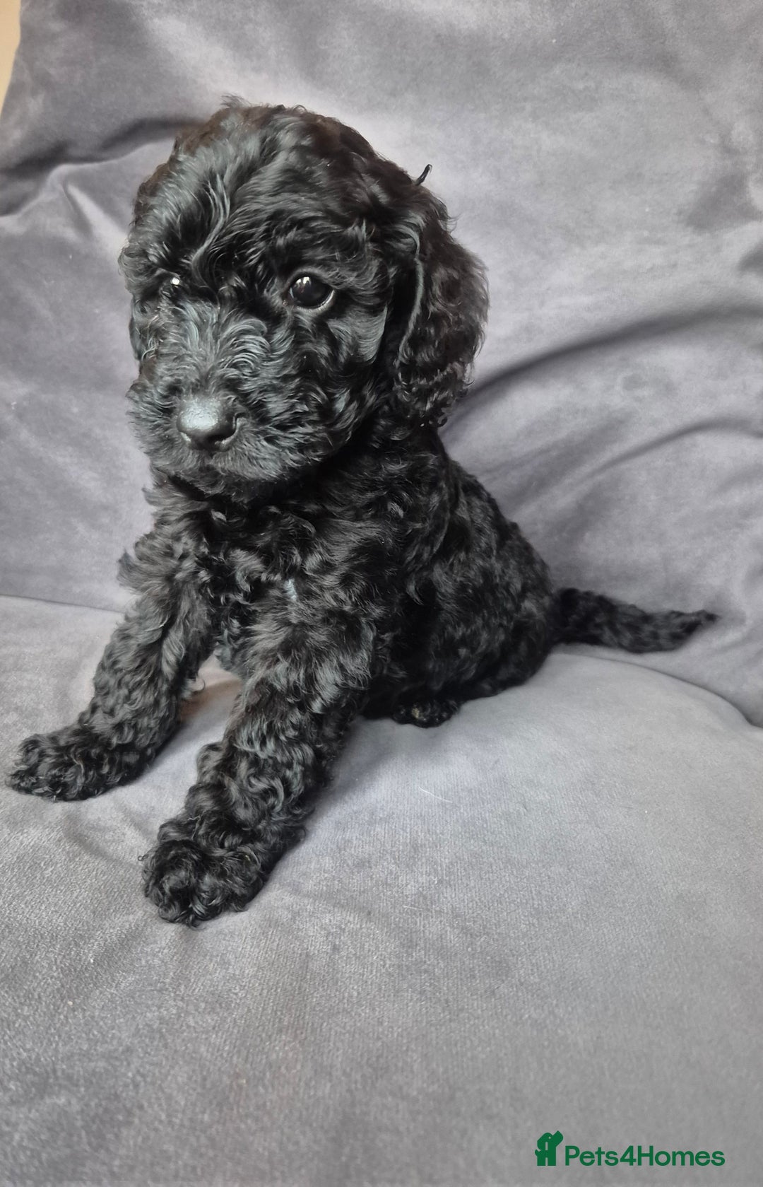 Cockapoo dogs for sale: F1b Cockapoo - ready this weekend - Image 8