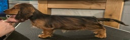 Miniature Dachshund dogs for sale: Miniature long haired dachshunds - Advert 5