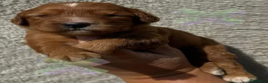Cockapoo Puppy 6