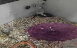 Gerbil rodents for sale: Male gerbil  - Image 3