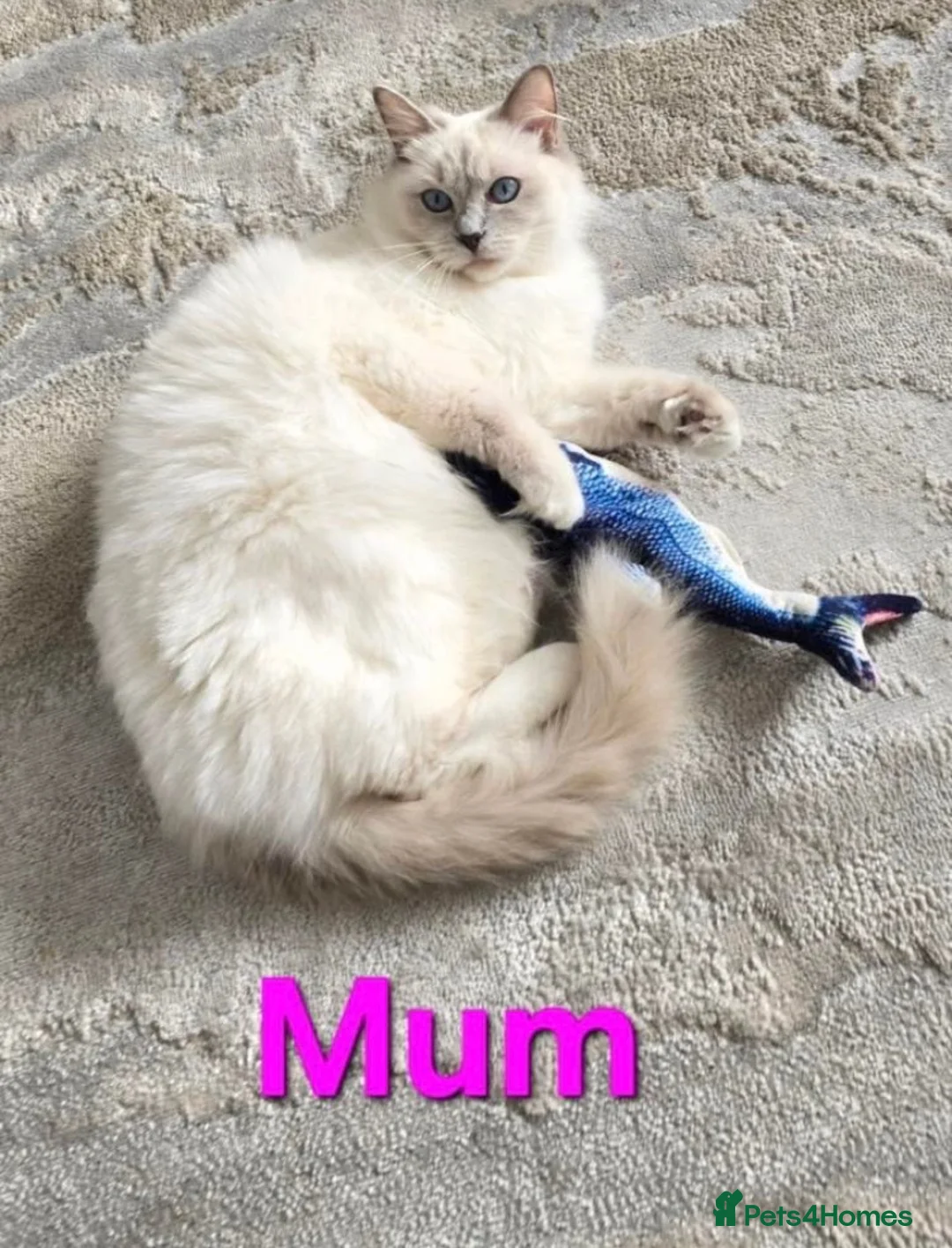 Ragdoll cats for sale: Stunning Ragdoll Kittens - Ready in 1 week 🐾🐈 - Advert 9