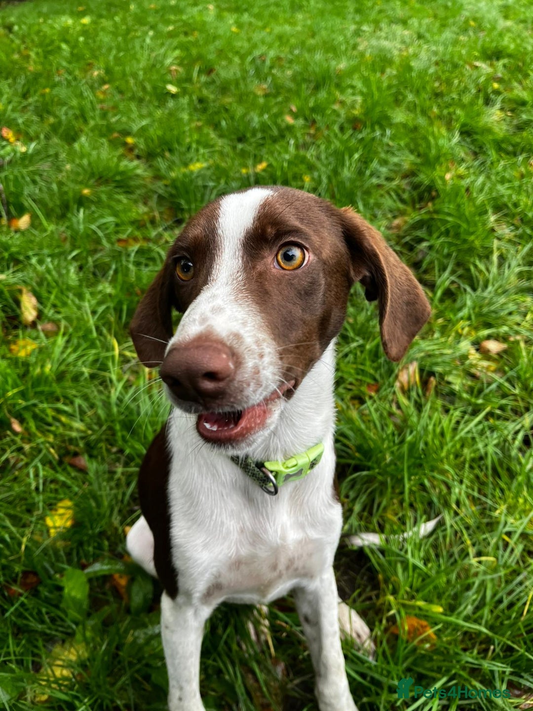 Pointer dogs for adoption: Julius is Ready for His Forever Home 🐾 - Image 4