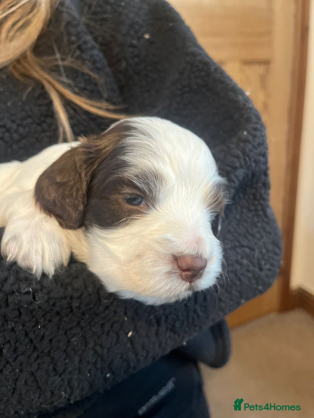 Sprocker dogs for sale: The Best of Both Worlds: Laid-Back & Brainy  - Advert 22