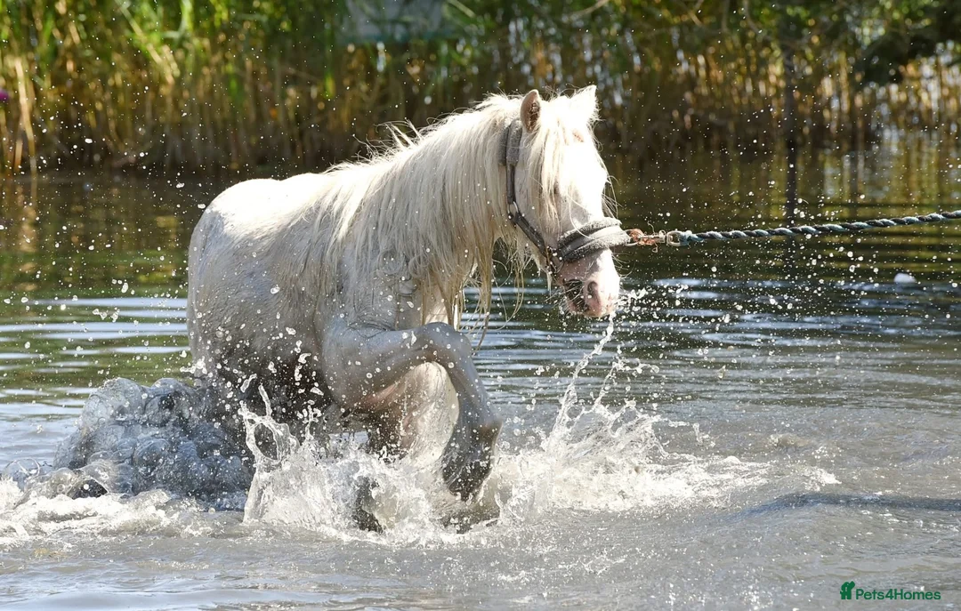 Irish Cob horses for sale: Stunning future show pony - Advert 5