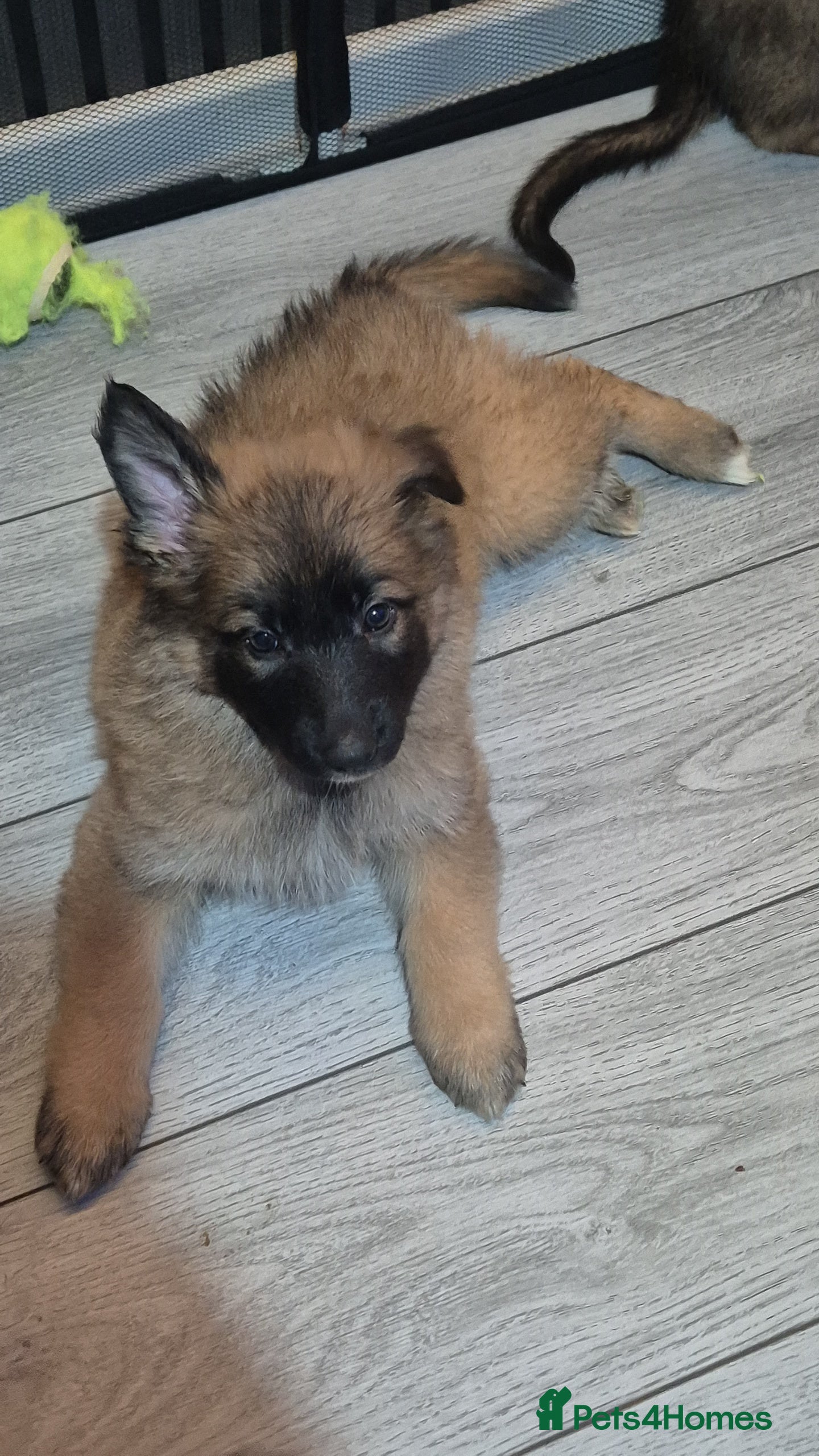 German Shepherd dogs PRICE REDUCED ON LAST 3 GERMAN SHEPHERD PUPPIES - Advert 1
