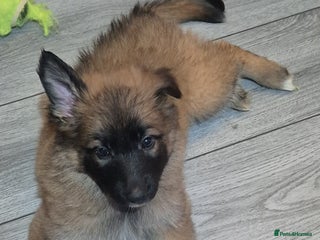 German Shepherd dogs PRICE REDUCED ON LAST 3 GERMAN SHEPHERD PUPPIES - Advert 1