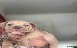 American Bully dogs for sale: Pocket bully female GREAT bloodline READY to leave - Image 20