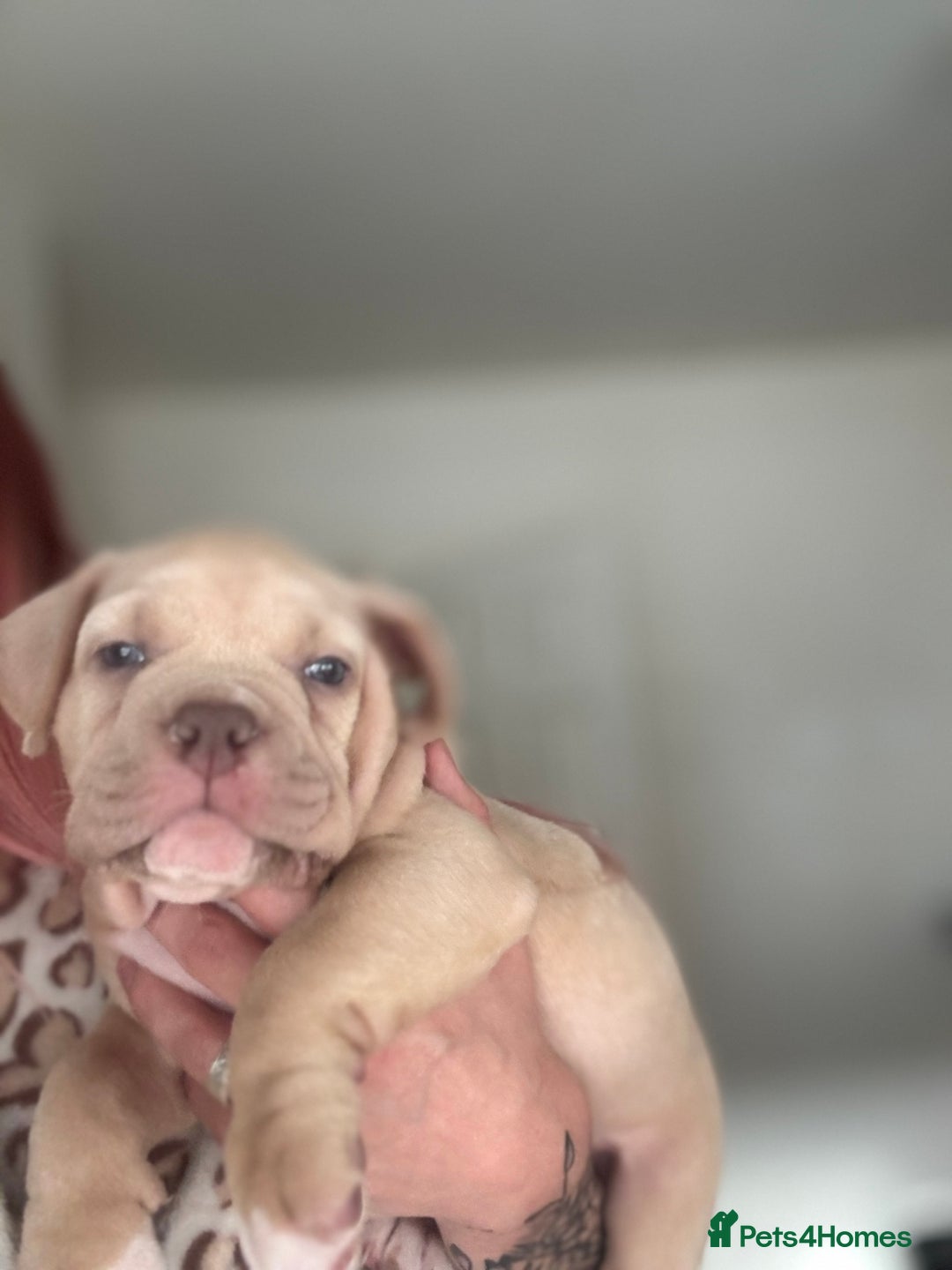 American Bully dogs for sale: Pocket bully female GREAT bloodline READY to leave - Image 20