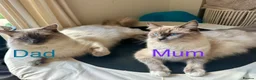 Ragdoll cats for sale: Beautiful Ragdoll kittens for sale  - Advert 3