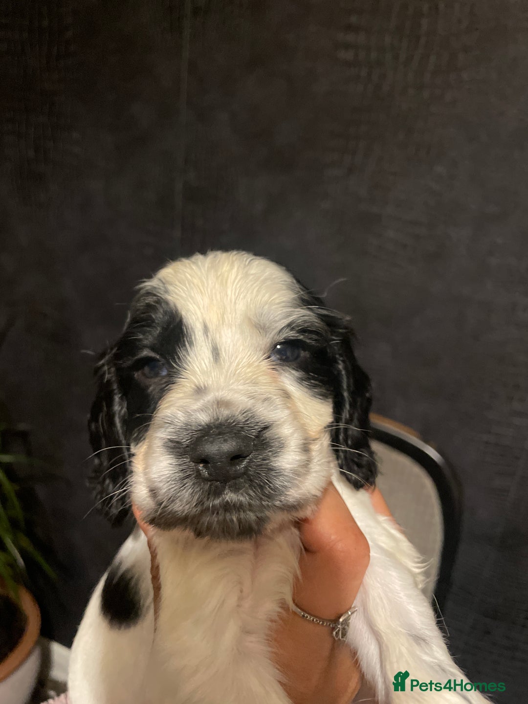 Cocker Spaniel dogs for sale: Stunning cocker spaniel puppies  - Image 12