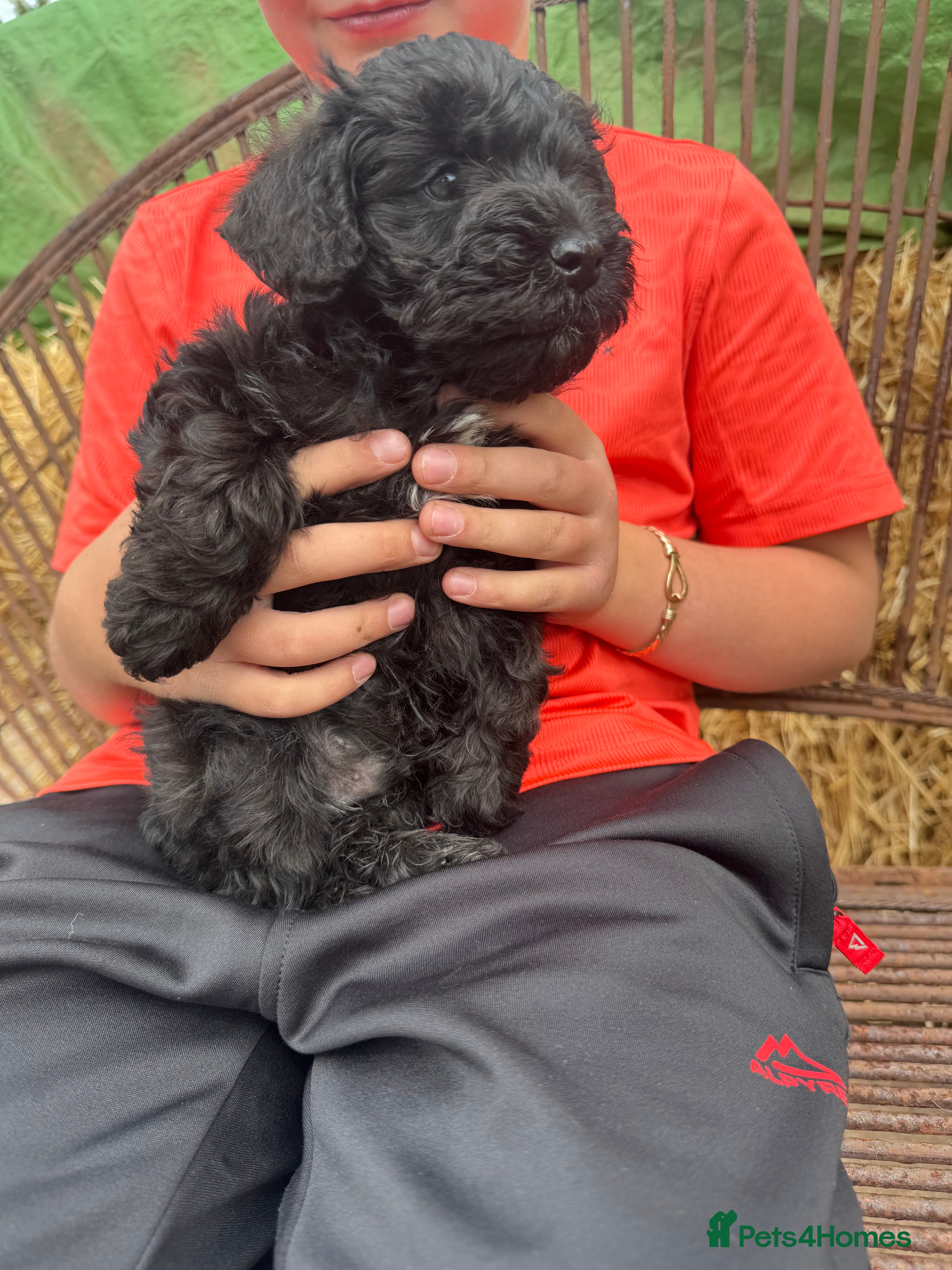 Schnoodle dogs Schnoodles READY KNOW  - Advert 2