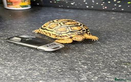 Tortoise reptiles for sale: Tortoise African Leopard  - Image 6