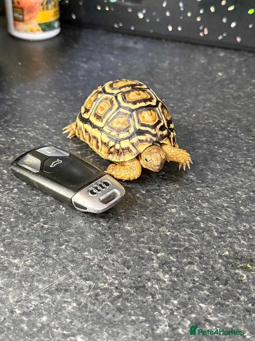 Tortoise reptiles for sale: Tortoise African Leopard  - Image 6