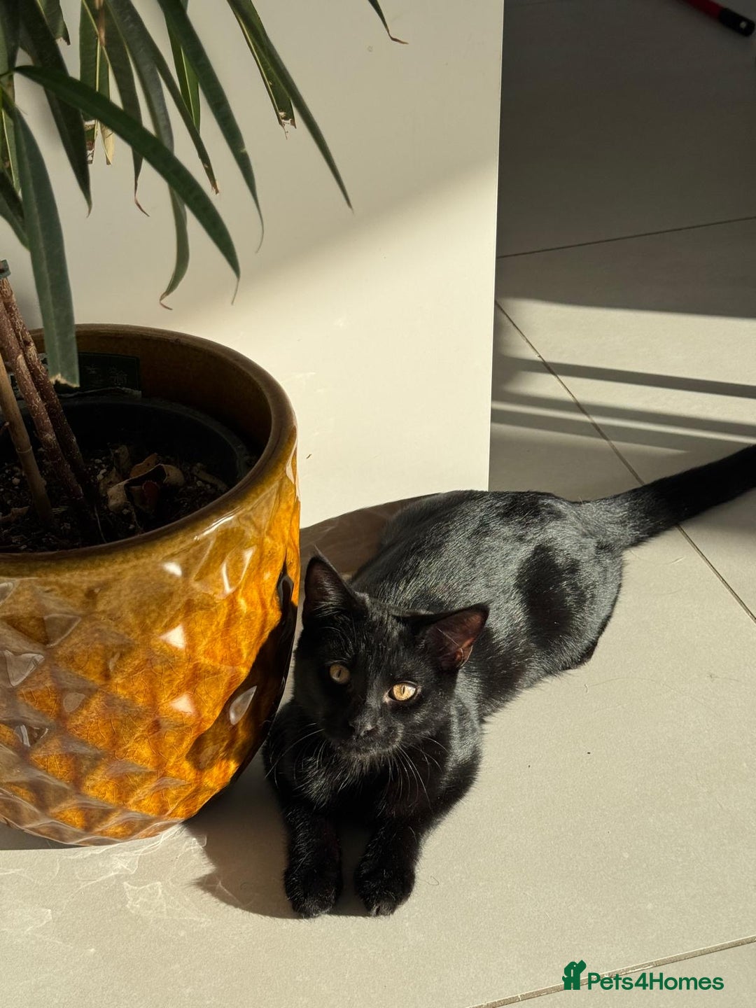 British Shorthair cats for sale: Beautiful black kitten - Advert 3