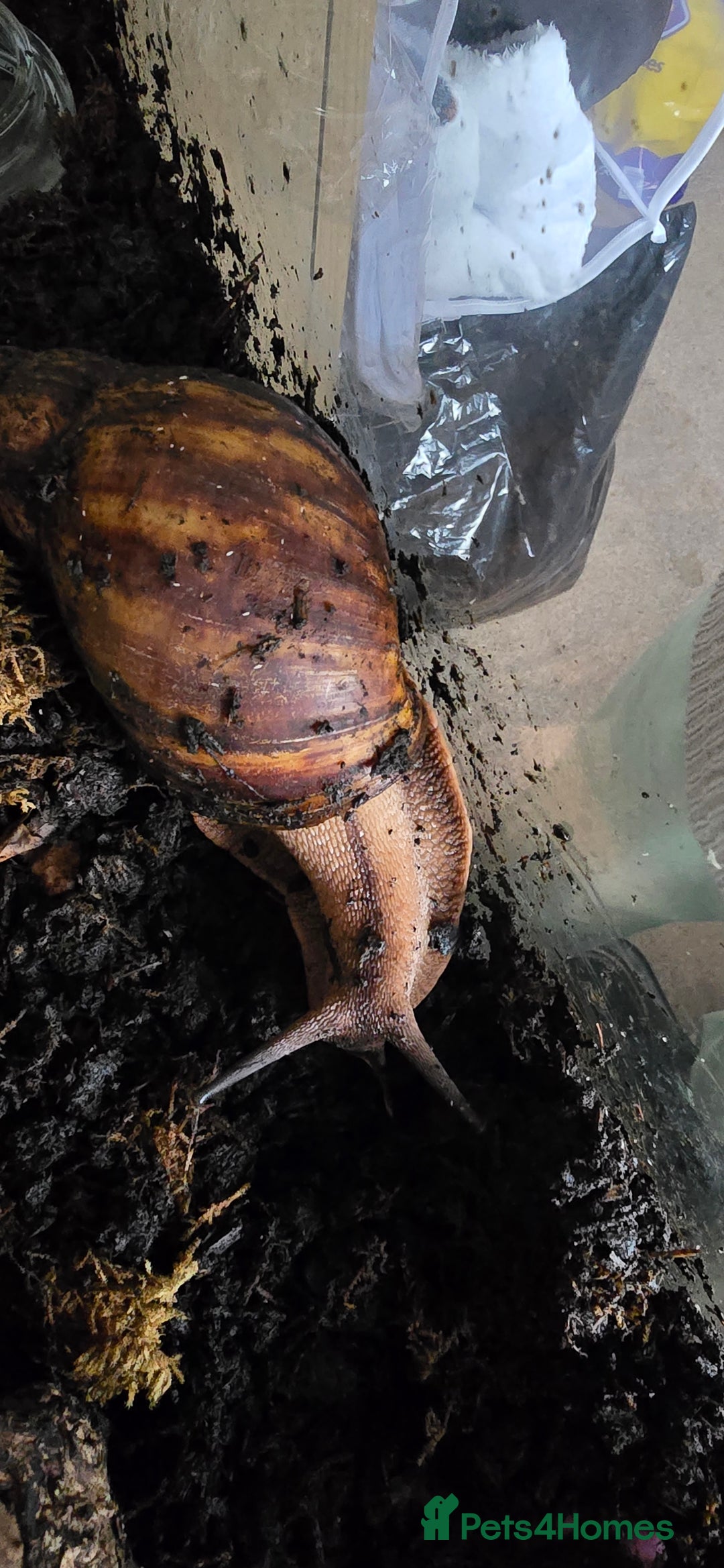 Snails invertebrates for sale: Ovum giant african land snails - Advert 8