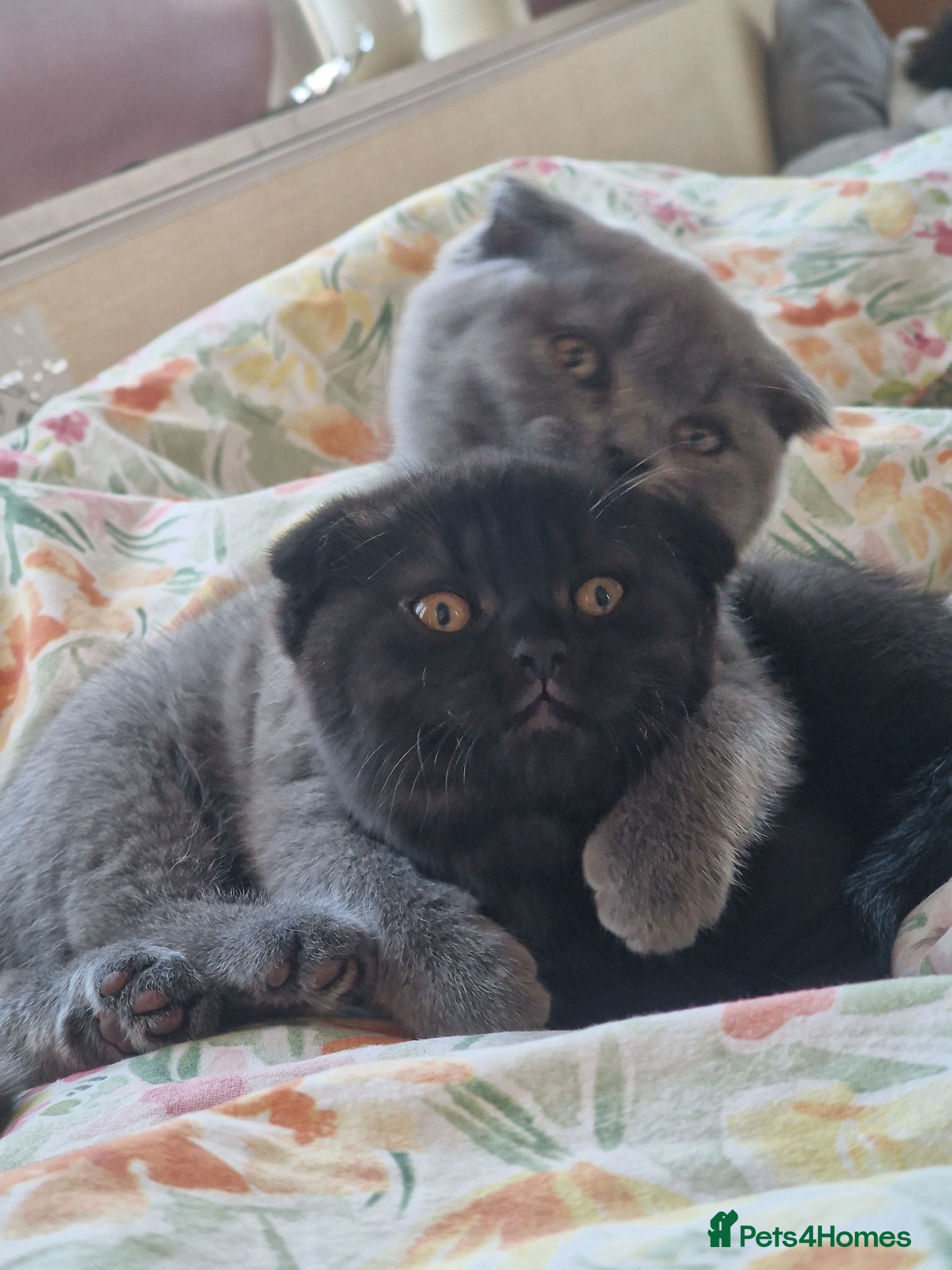 Scottish Fold cats 2 Scottish Fold girls🩷 - Advert 2