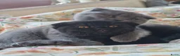 Scottish Fold cats for sale: 2 Scottish Fold girls🩷 - Advert 1