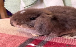 Mini Lop rabbits for sale: Lovely pure mini lop baby  - Image 1