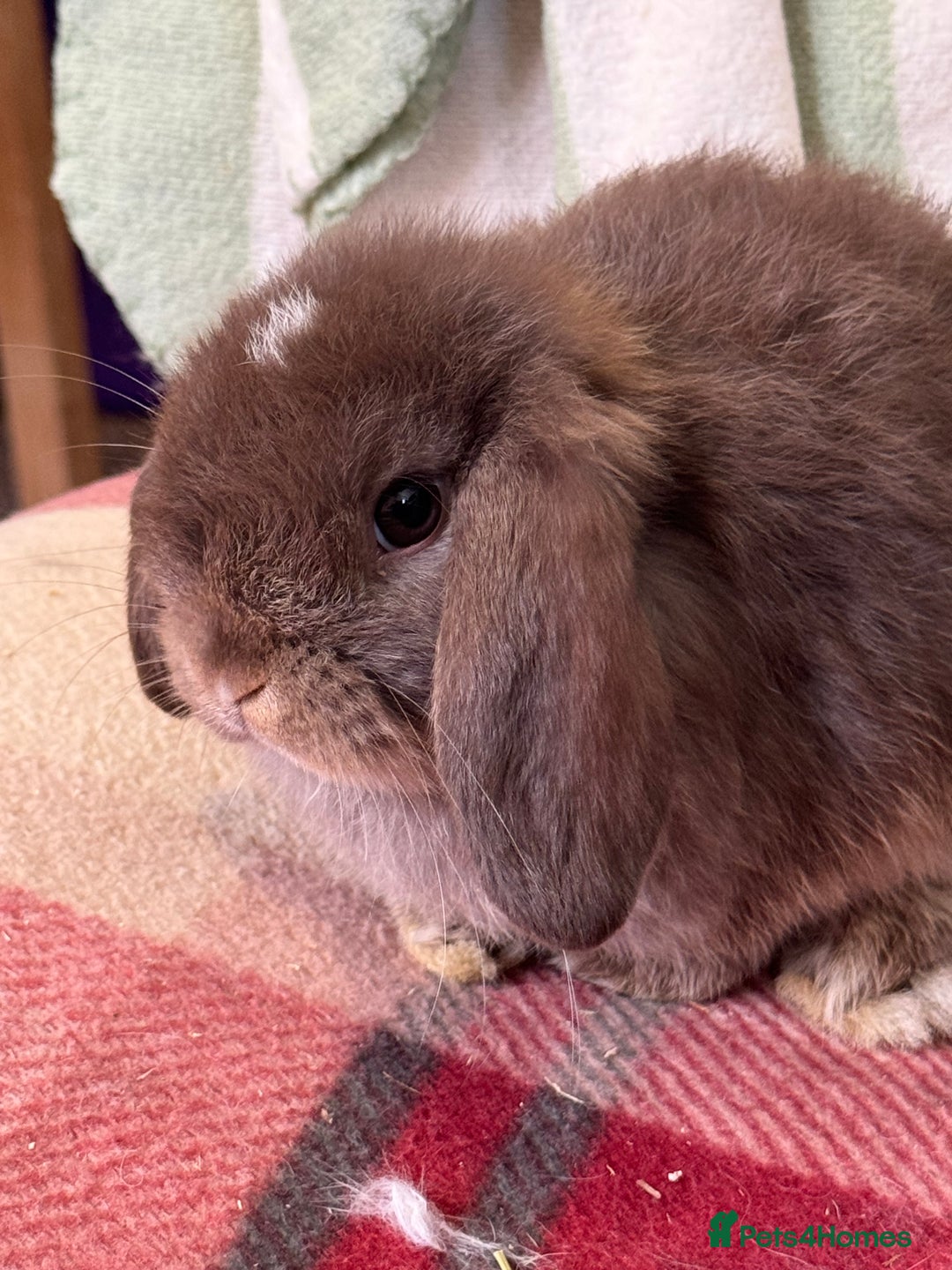 Mini Lop rabbits for sale: Lovely pure mini lop baby  - Image 1
