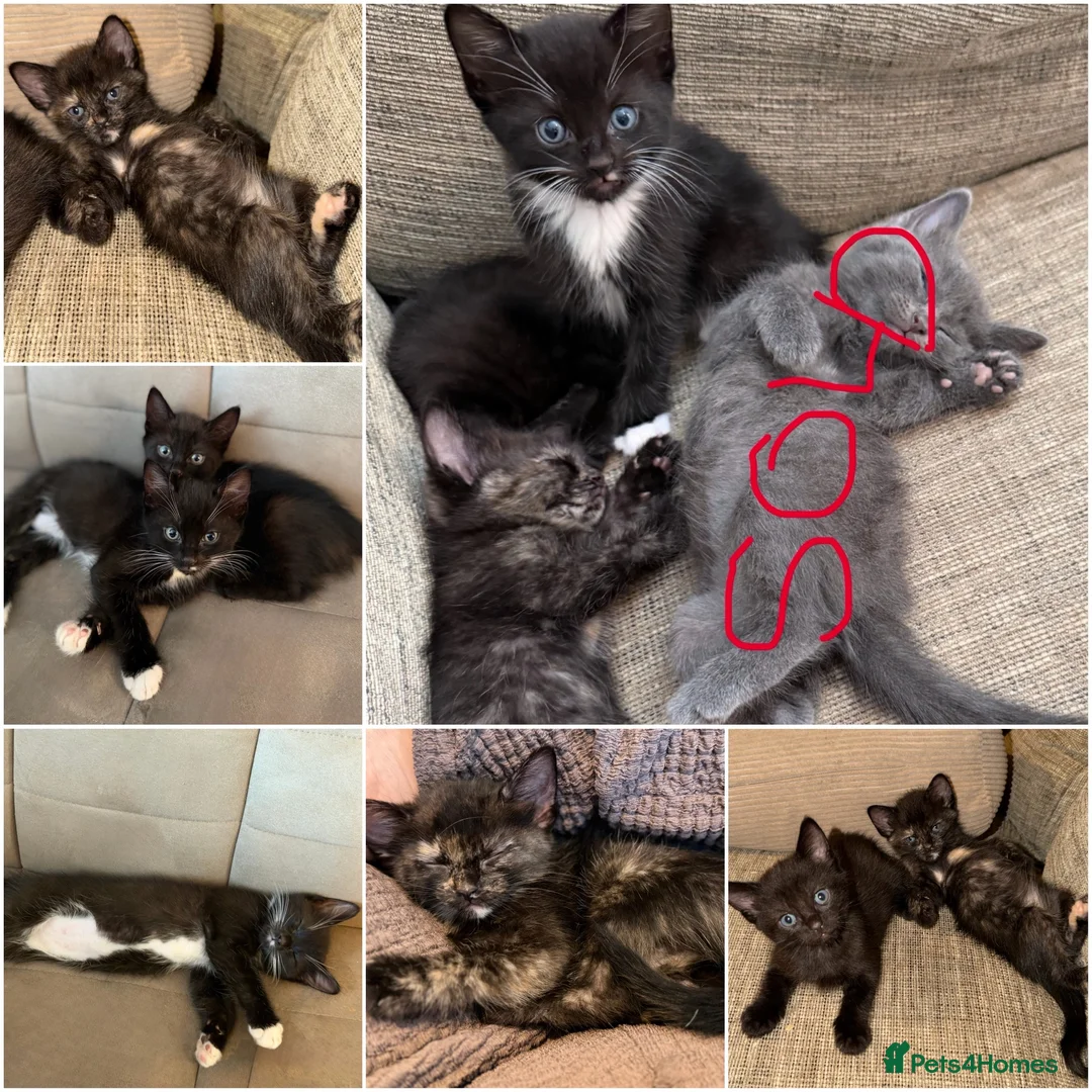 Mixed Breed cats for sale: Beautiful Half Ragdoll Kittens  - Advert 2