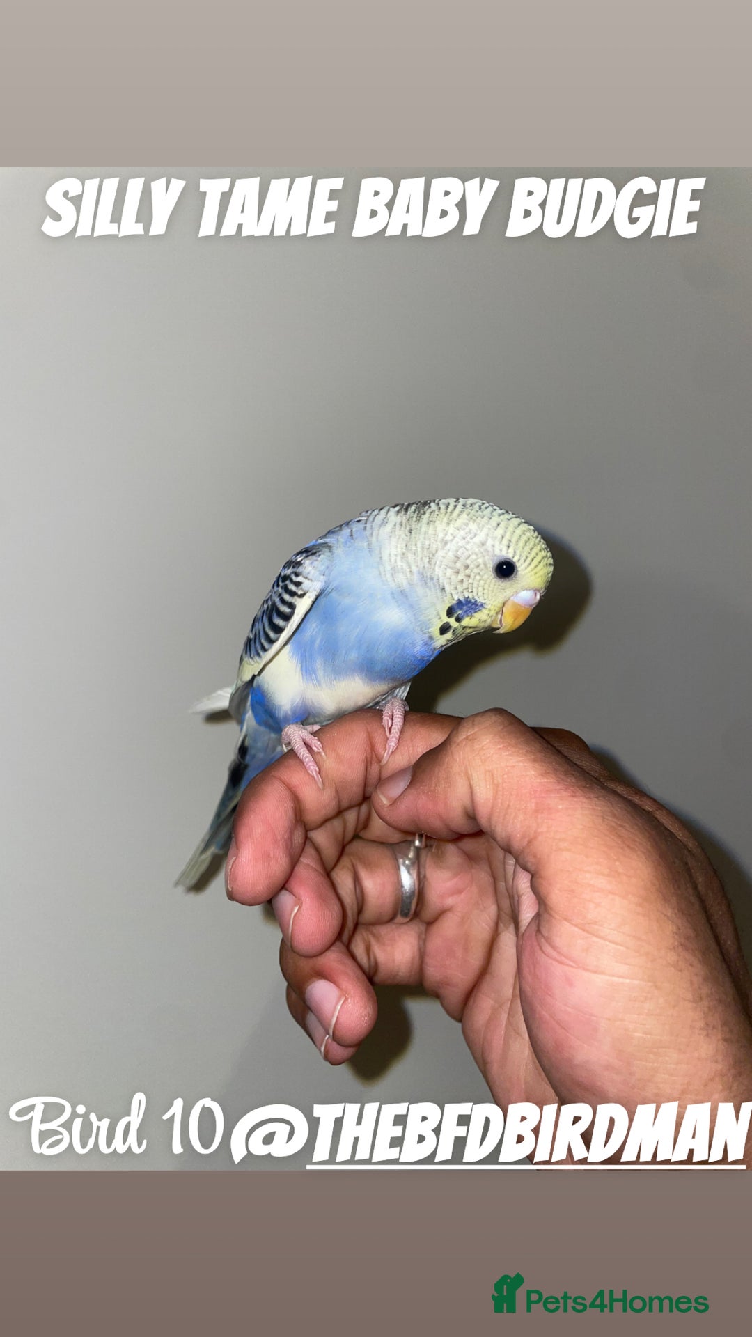 Budgerigars birds for sale: 100% Silly Tame Baby Budgies - Image 10