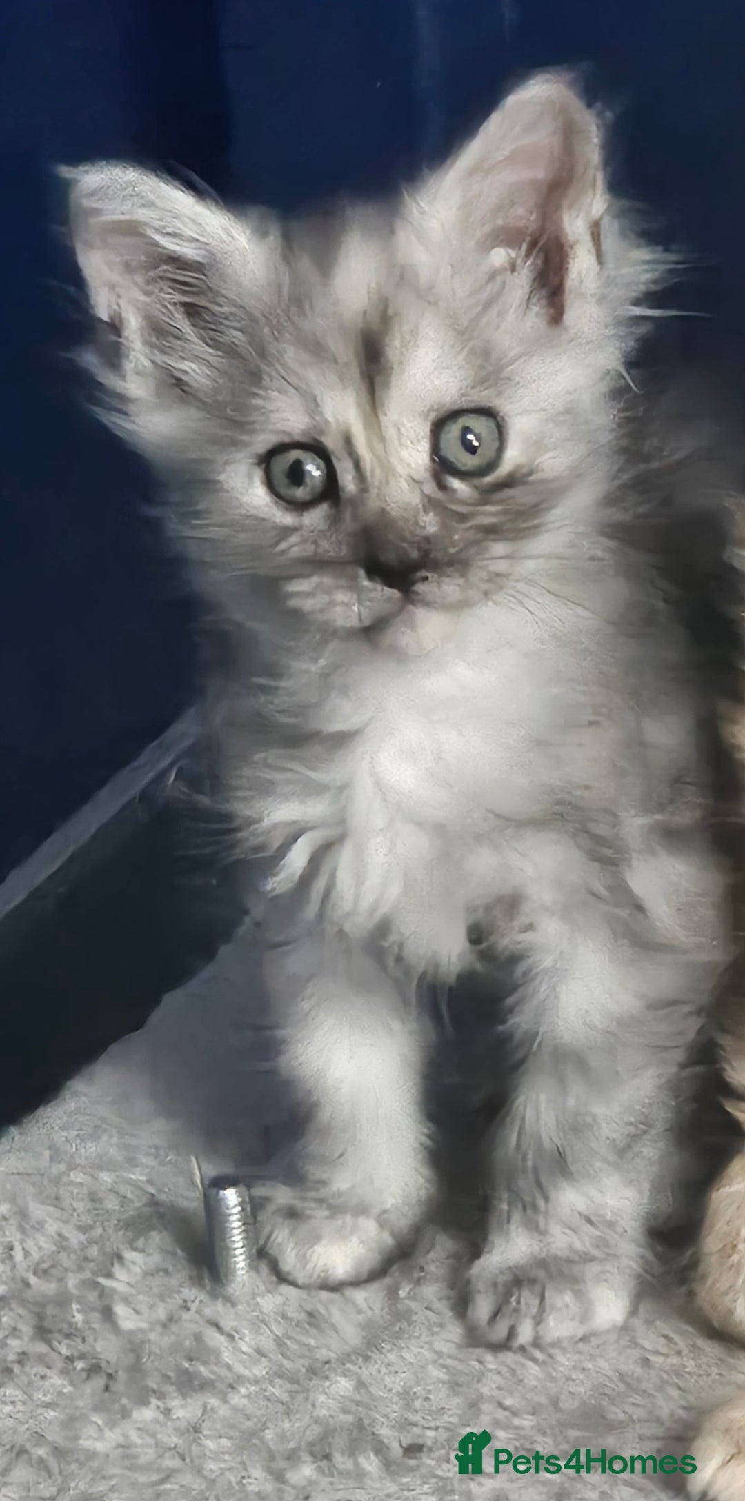 Maine Coon cats for sale: STUNNING XL MAIN COONS  - Advert 6