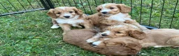 Cockapoo dogs for sale: Beautiful cockapoos - Advert 18