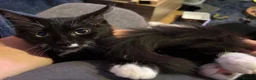 Ragcoon cats for sale: Only 2 beautiful boy Ragcoon's left  - Advert 9
