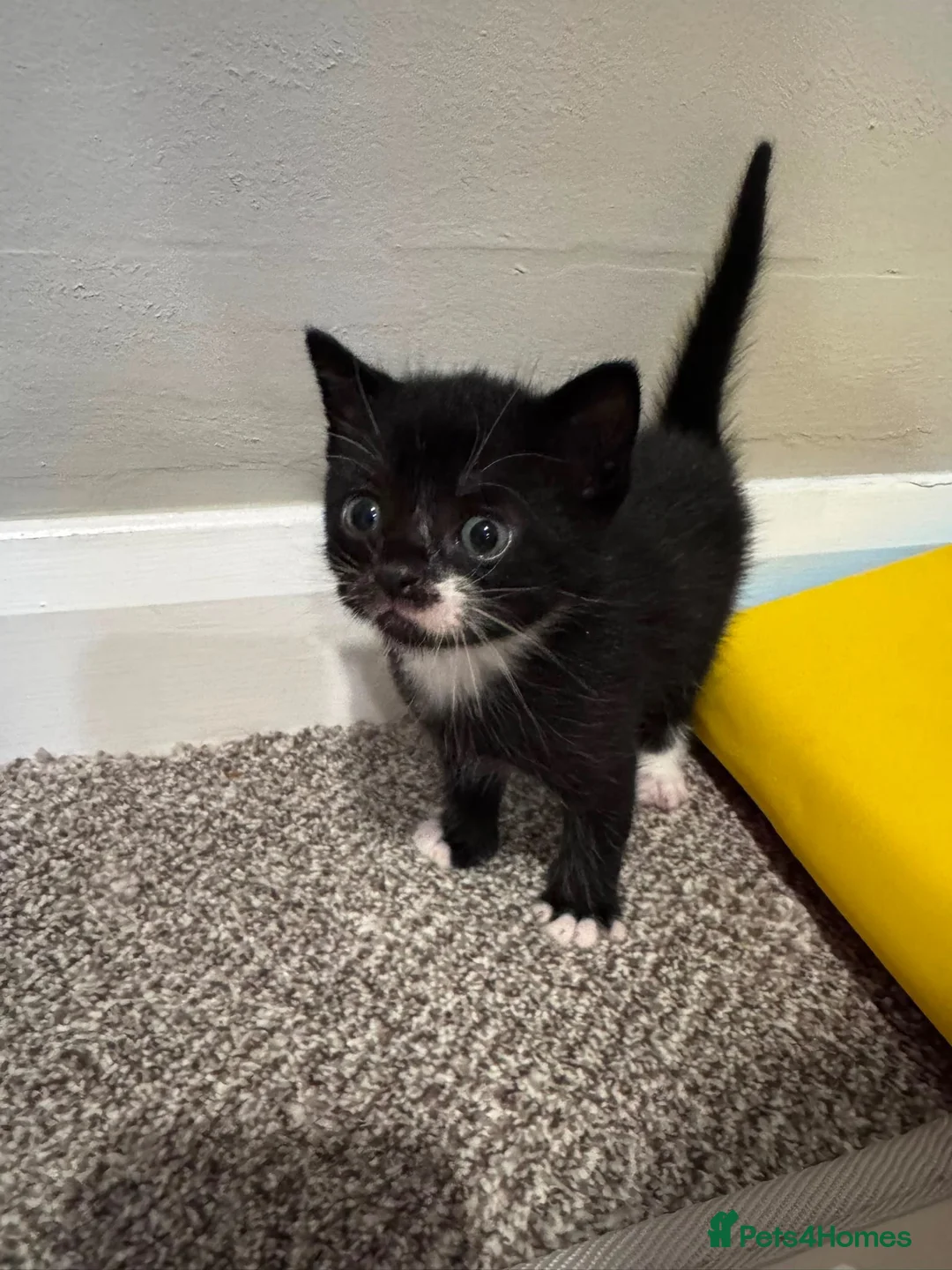 Mixed Breed cats for sale: Two beautiful black/black and white kittens  in Millom - Advert 2
