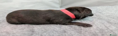 Staffordshire Bull Terrier 3