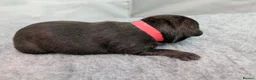 Staffordshire Bull Terrier dogs for sale: Beautiful Staffordshire Bull Terrier Puppies. in Hereford - Advert 3