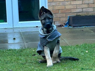 German Shepherd dogs Kc German Shepard Pup 8 weeks - Advert 6